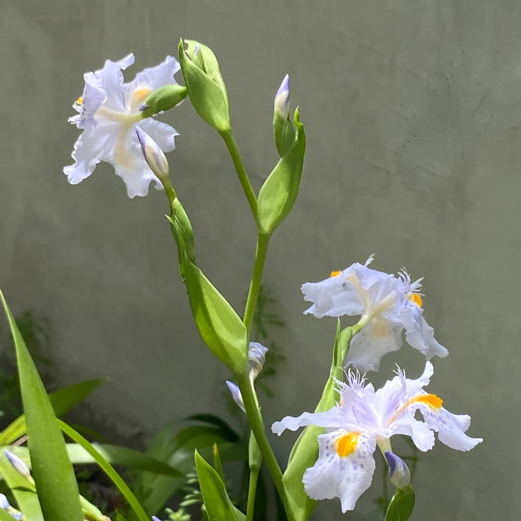 flores ornamentais 100 Sementes De Íris Caudado Folha Leque Verde planta para vaso