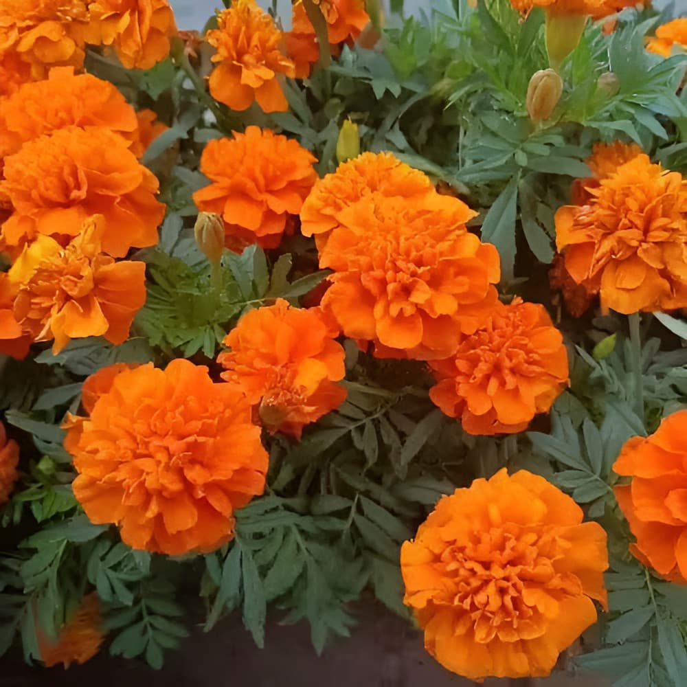 flores ornamentais 100 Grande Sementes De Tagetesplanta De Flores Grandes planta para vaso