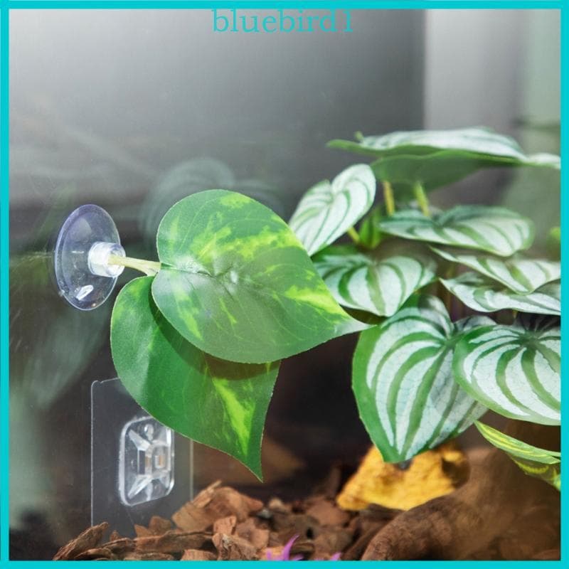 Betta Leaf Bed Fishtanks Decorações Fish Descansando Cama Reprodução Folhas