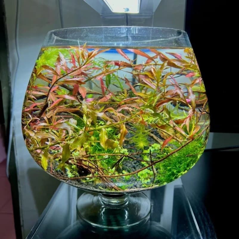 Copo de vinho pequeno tanque de peixes engrossado vidro sala estar Desktop criativo copo vinho peixinho tartaruga tanque