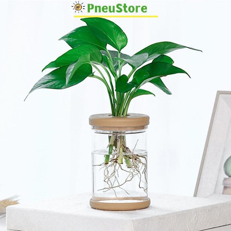 haostone Vaso De Flores Transparente Hidropônico Absorção Automática De Água De Plástico tiu9