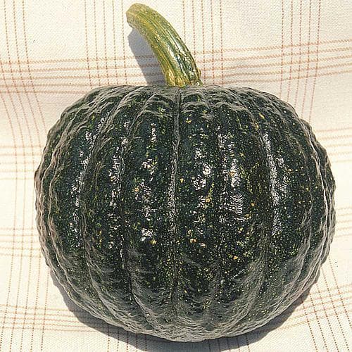 Sementes Premium de Abóbora Híbrido Tetsukabuto F1 (5 sementes) p/ Horta Alta Germinação