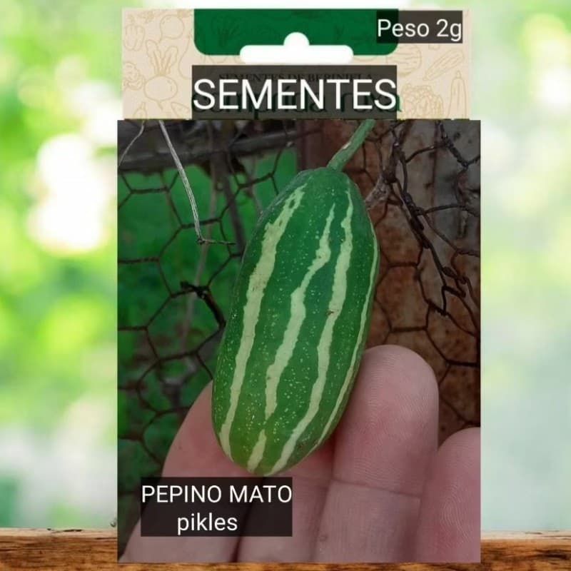 Sementes legítimo  Pepino do Mato conservas saladas plante jardim vaso #20