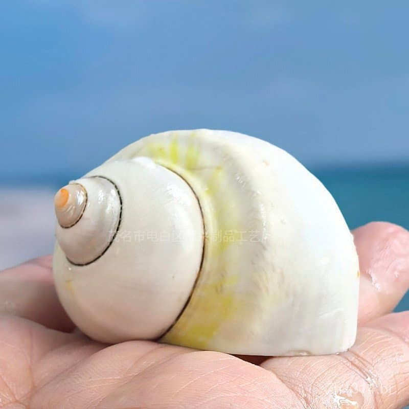 Conchas naturais de caracóis marinhos, conchas de caracóis brancos, conchas de caranguejos eremitas, conchas de reposiçã