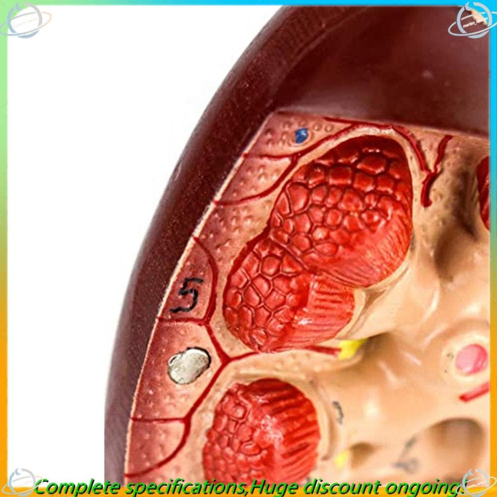 Modelo De Rim Em Tamanho Real , 2 Peças , Estrutura Interna , Uma Réplica De Anatomia Humana Para Médicos , Ferramenta E