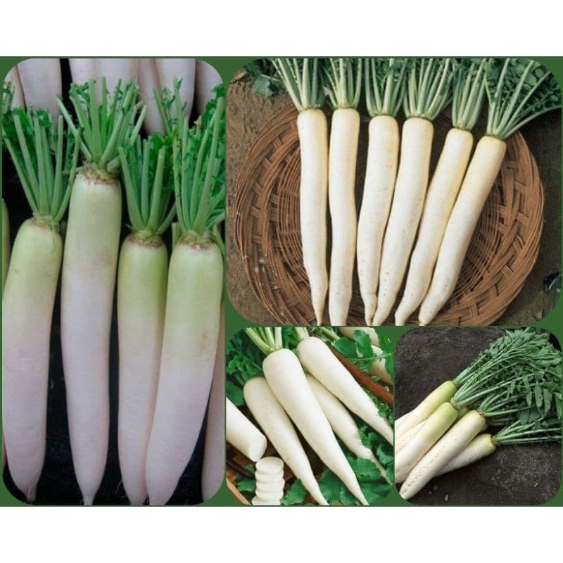 150 Sementes de Rabanete Branco Rábano Comprido