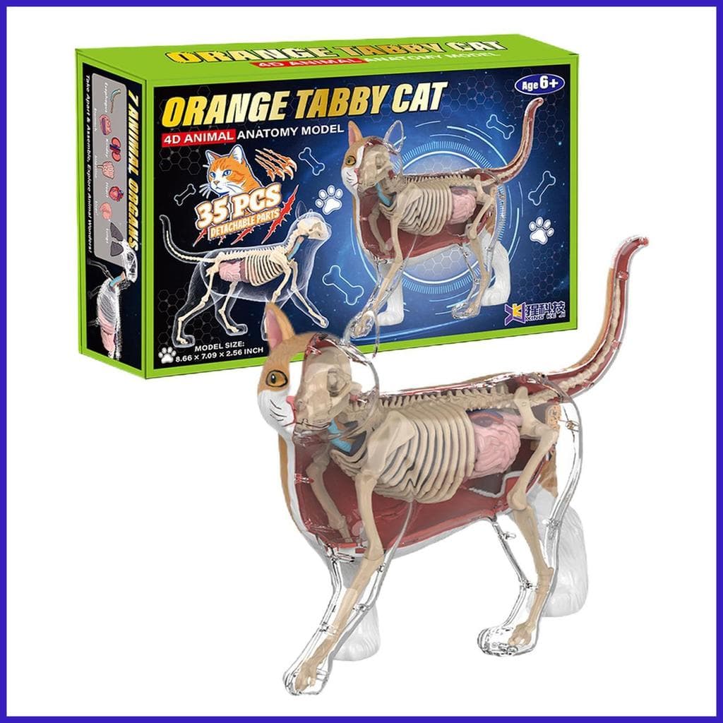 Gato Esqueleto Anatomia Modelo 4D Aprendizagem Ajuda Animal Estudo Cubo Para Crianças Adolescentes Adultos Estudantes Ve