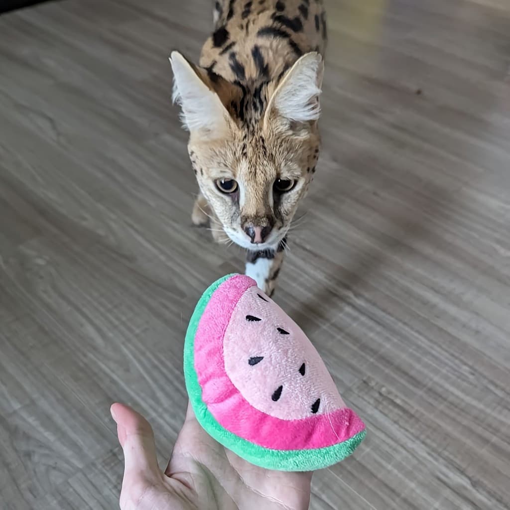 Brinquedo de Pelúcia para Animais de Estimação com Design de Melancia, Brinquedo Interativo para Mastigar e Moer os Dent