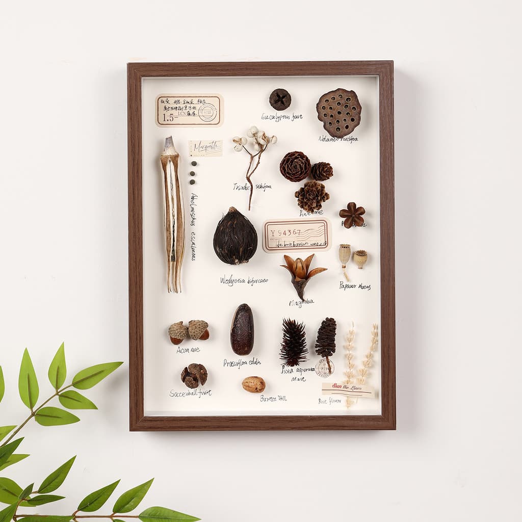 Pinha planta folha caída amostra flor seca moldura de foto mesa de balanço diy preservação de borboleta concha oca exibi