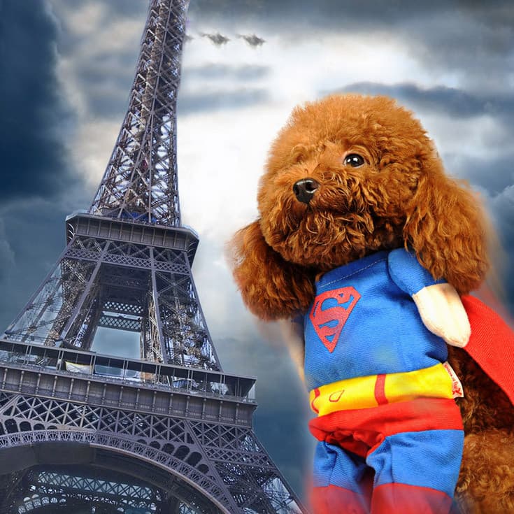 Cão Superman roupas de transformação de pelúcia roupas para cães de estimação outono inverno roupas Bichon Poodle roupas