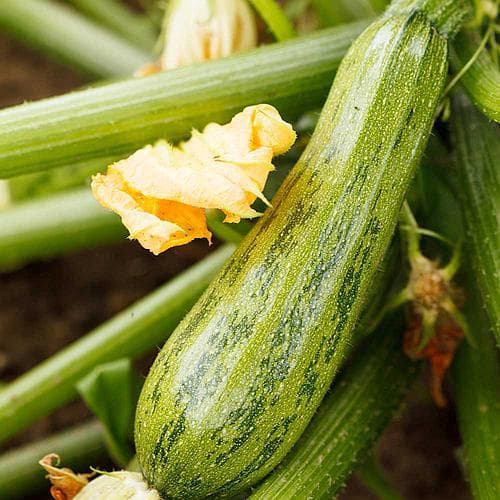 Sementes Premium de Abobrinha de Tronco Caserta (10 sementes) p/ Horta Alta Germinação