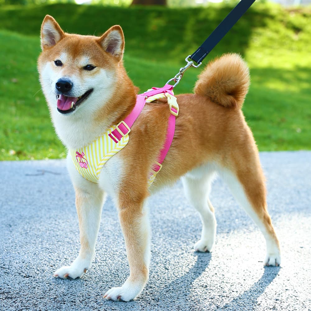 Colete para cachorro de estimação estilo Anti-quebra cinta peitoral Shiba Inu Teddy pequeno cão de tamanho médio retráti