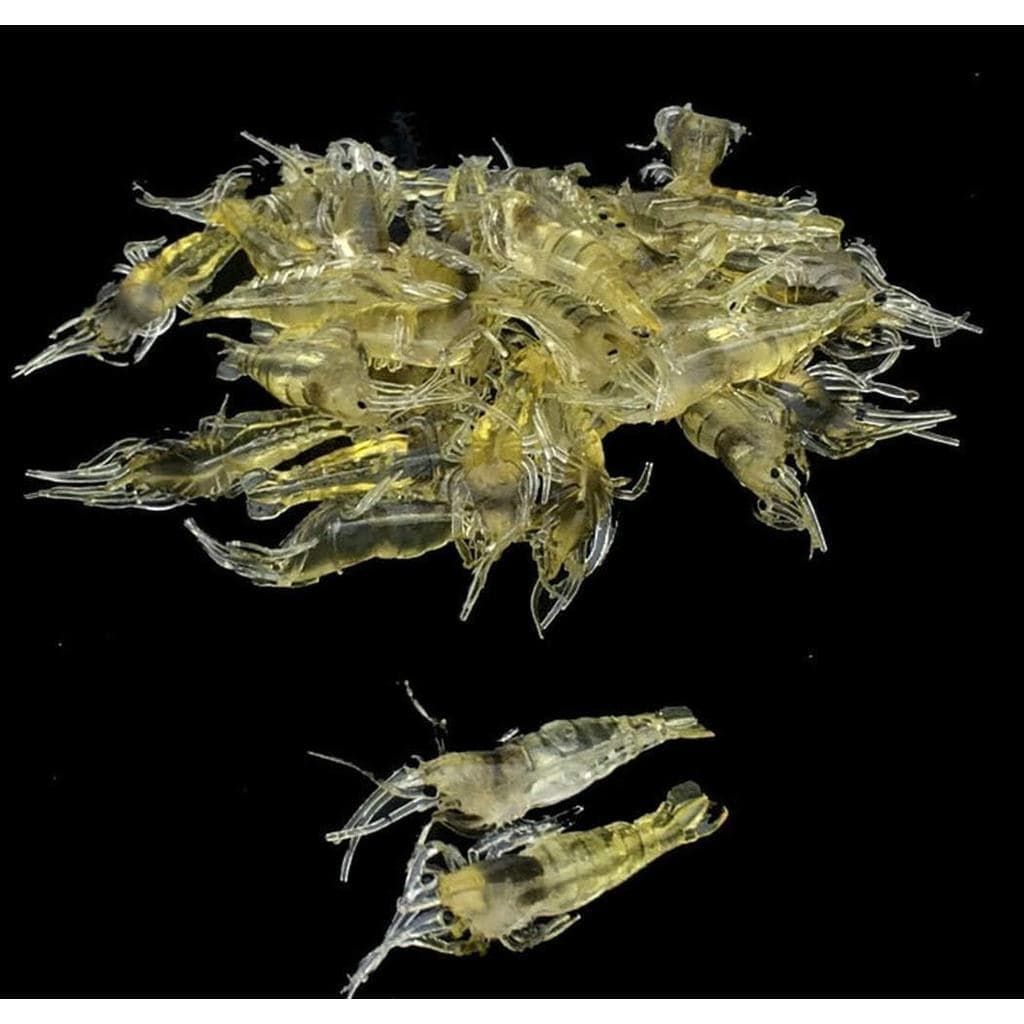 10 Iscas Artificiais de Camarão de Grama de 4cm, Iscas Macias para Pesca, Equipamento de Pesca Econômico e Prático, Isca