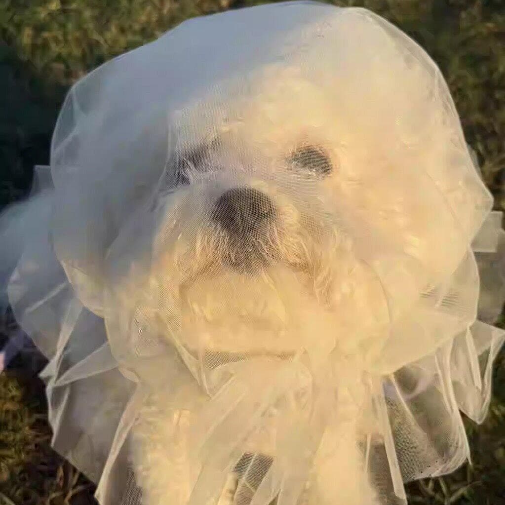 Máscara de gaze anti-comer para cães, confortável, respirável, pequeno, médio porte, cães, capa de boca dedicada, anti-c