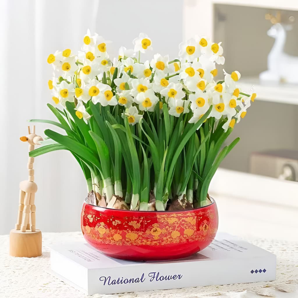 jardim colorido Sementes De Narciso  Bulbos Para Corte E Decoração sementes selecionadas