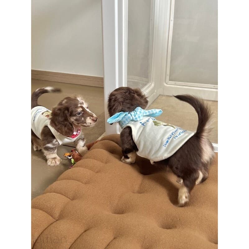 Dachshund gravata borboleta terno de marinheiro filhote de cachorro roupas de cachorro sobremesa padrão verão fino peque