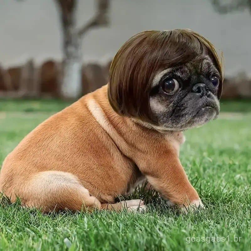 Acessório Adorável para Animais de Estimação - Peruca de Cabelo Curto com Tiara - Fofo e Divertido para Todas as Estaçõe