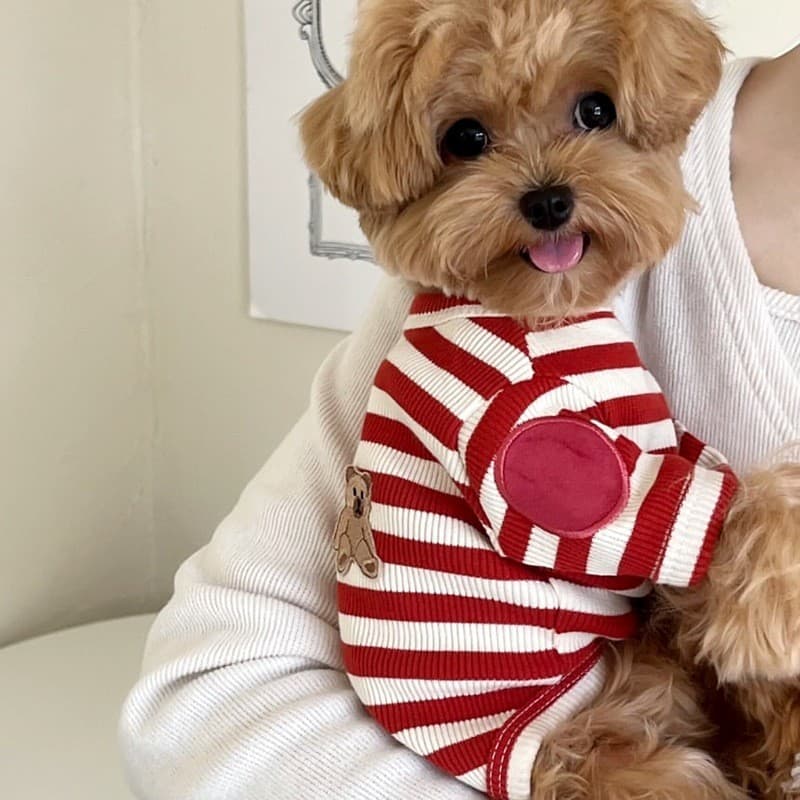 Roupas Yorkshire Di pequenos gatos filhotes cães gatos finos animais de estimação de verão do que o verão ursos Po camis