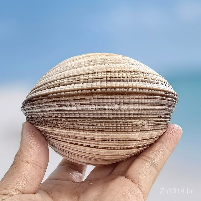 Conchas naturais, caracóis marinhos, moluscos azuis, design de janelas residenciais, presentes criativos, decoração, pai