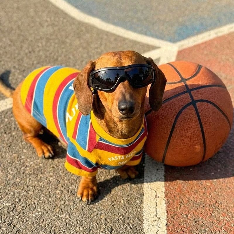 Roupa cão respirável listrado gato pet pequeno proteção solar vintage fresco