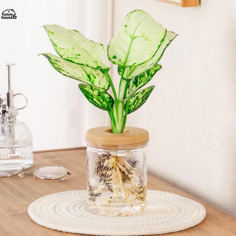 Plantador De Plástico Hidropônico Cinza Transparente Com Padrão De Samambaia Divertido Tampa De Madeira Vaso De Ervas In