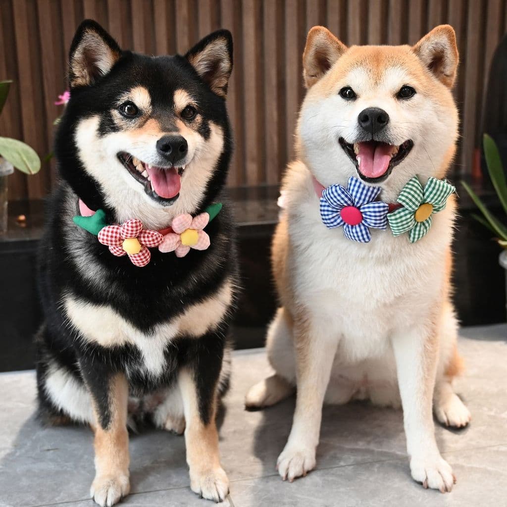 Huahua World/Pet Dog Cat Corgi Teddy Shiba Inu Gravata borboleta pequena e fresca xadrez colar babador joias