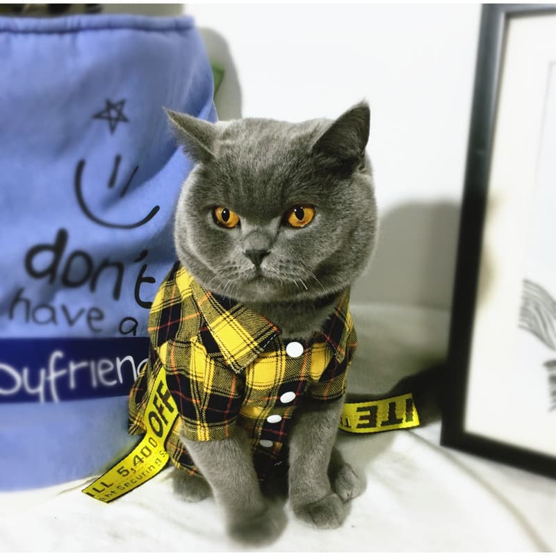 Roupa de rua especial roupas para animais de estimação gato azul primavera estilo fino Anti-fiapos xadrez amarelo branco