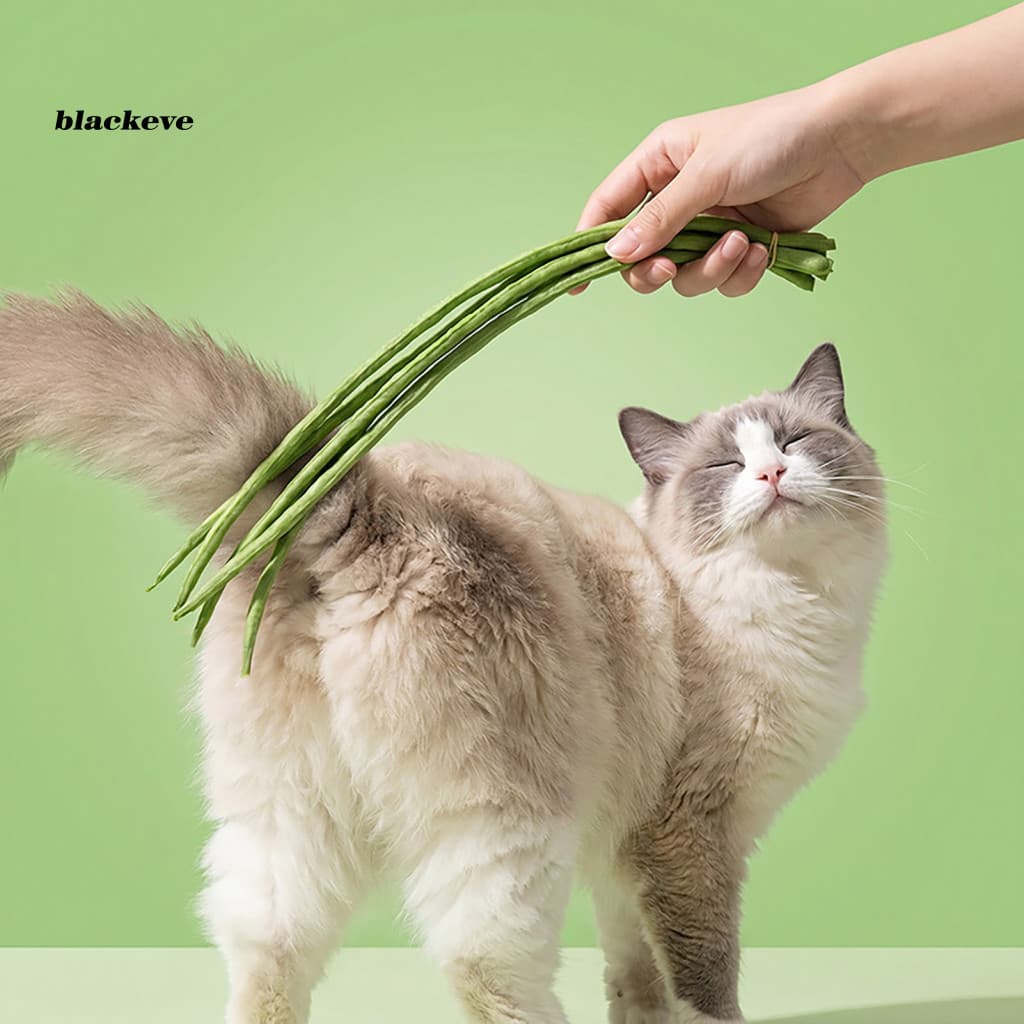 BL-6 Pçs/Set Engraçado Varinha De Teaser De Gato , Brinquedos De Esponja Duráveis Para Gatos Interiores Estimação Resist
