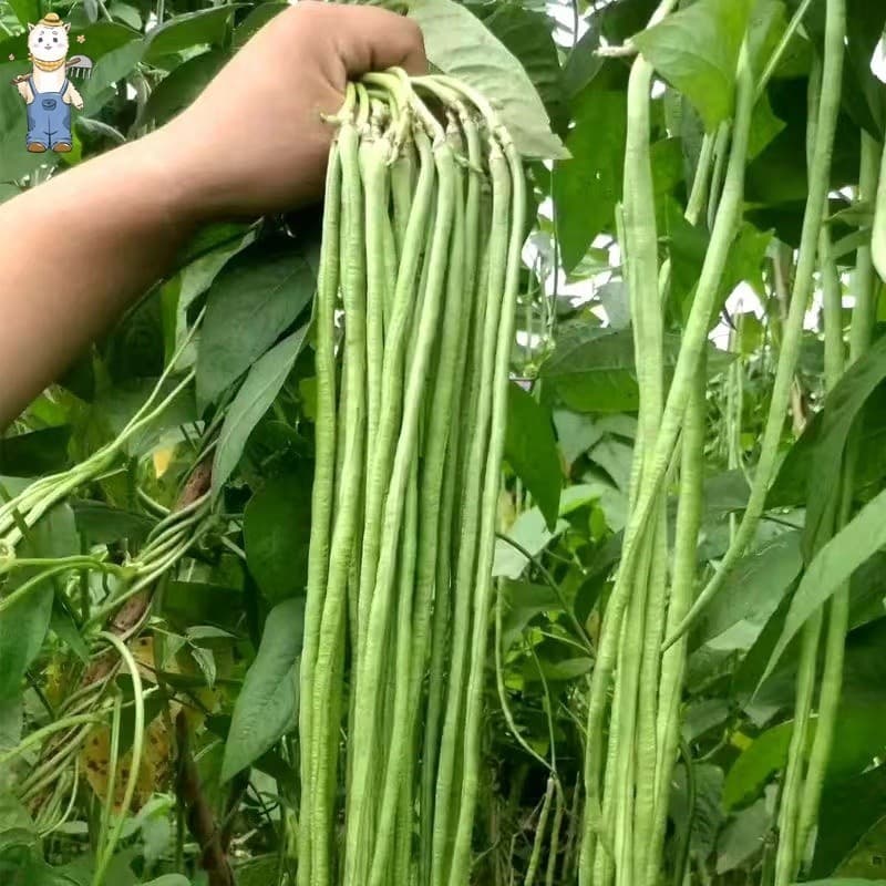Rara Sementes de Feijão de Metro Pole Sitaw/Sitao Condor 200 ou 500 sementes | Alta Germinação | Horta e Jardim
