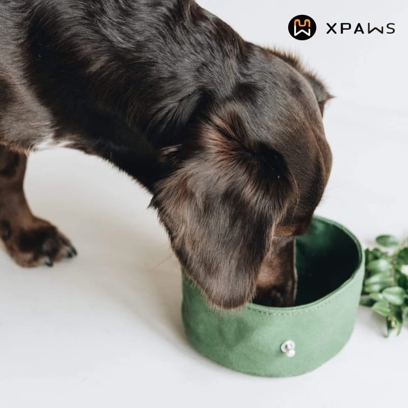 XPAWS tigela para animais de estimação, à prova d'água, bebedor portátil para comida de cachorro, água potável, alimenta