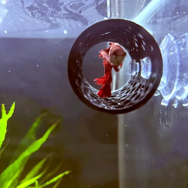 Esconderijo Tunel Toca Flutuante ideal para Bettas Aquário I Cama Folha Descanso Decoração