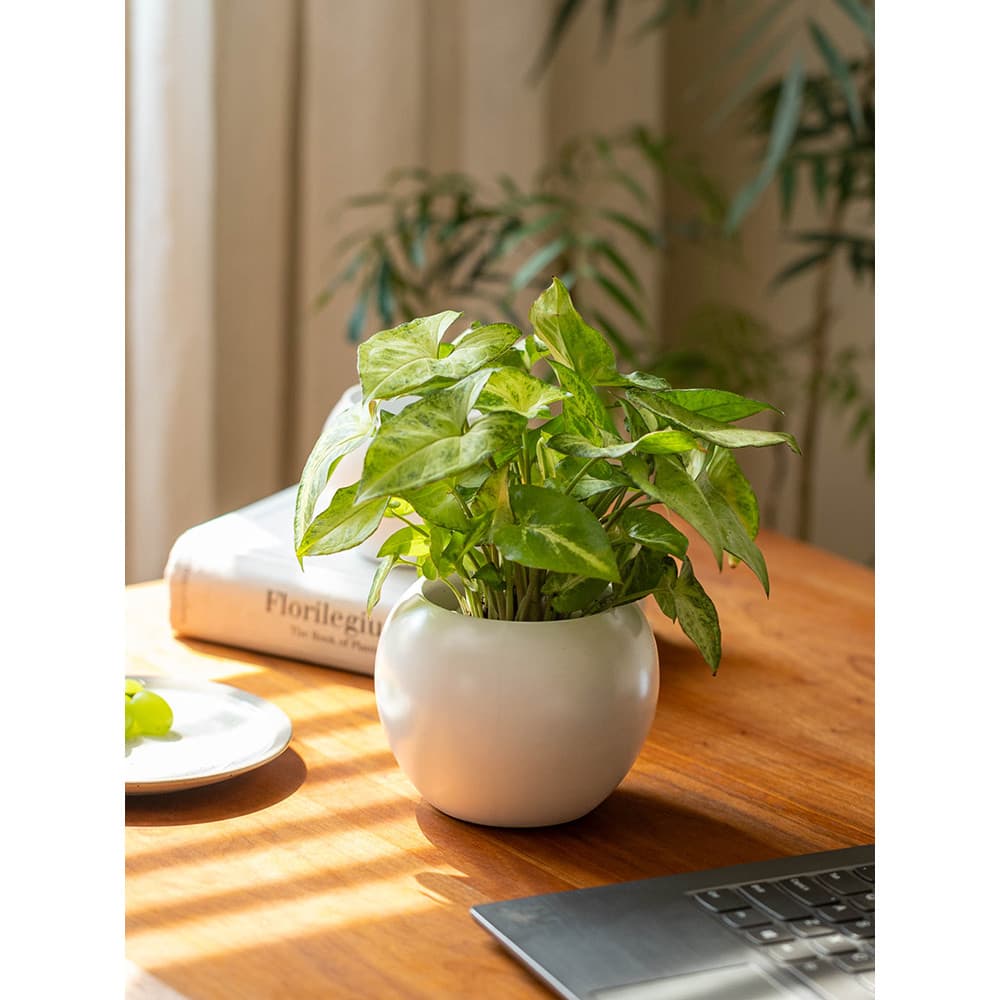 Vaso de flores tamanho pequeno branco redondo esférico pequeno vaso de flores cerâmica Desktop pequeno vaso planta verde