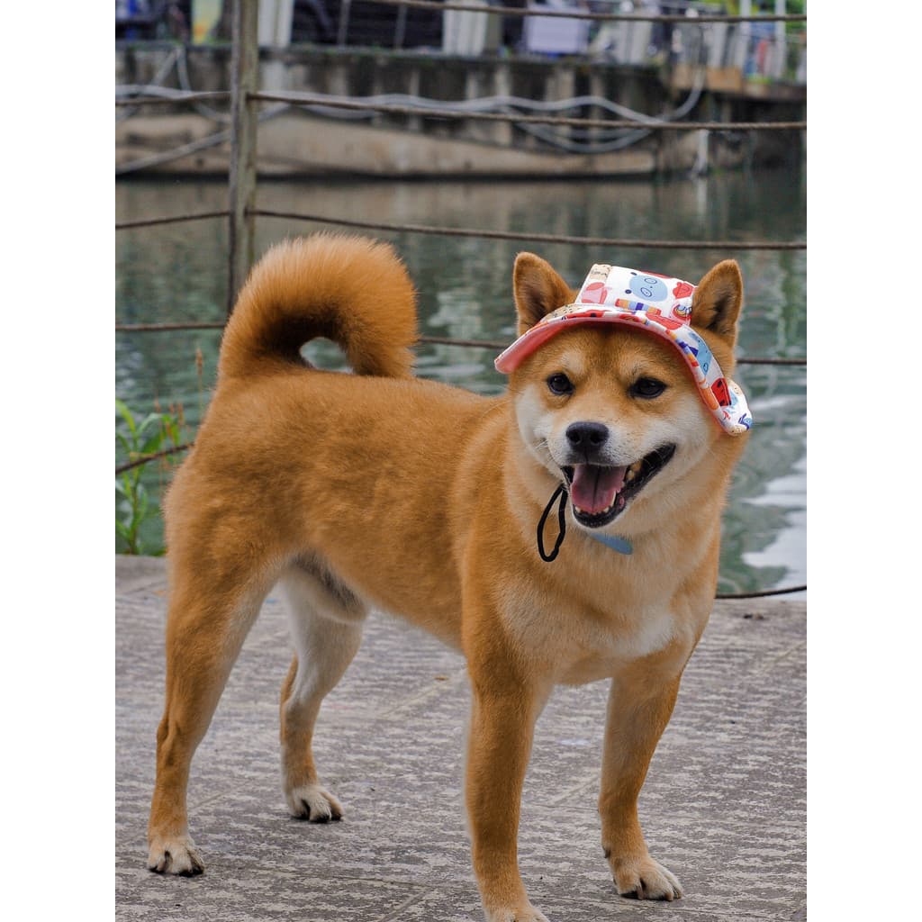 Shiba Inu chapéu orelhas expostas verão malha respirável animal de estimação ao ar livre protetor solar chapéu de sol cã
