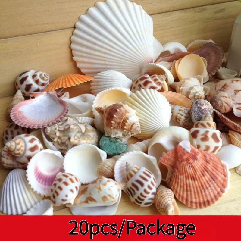 20 Peças Conchas De Praia Do Mar De Tamanho Misto Artesanato Parafuso Natural Faça Você Mesmo Decoração De Paisagem De A