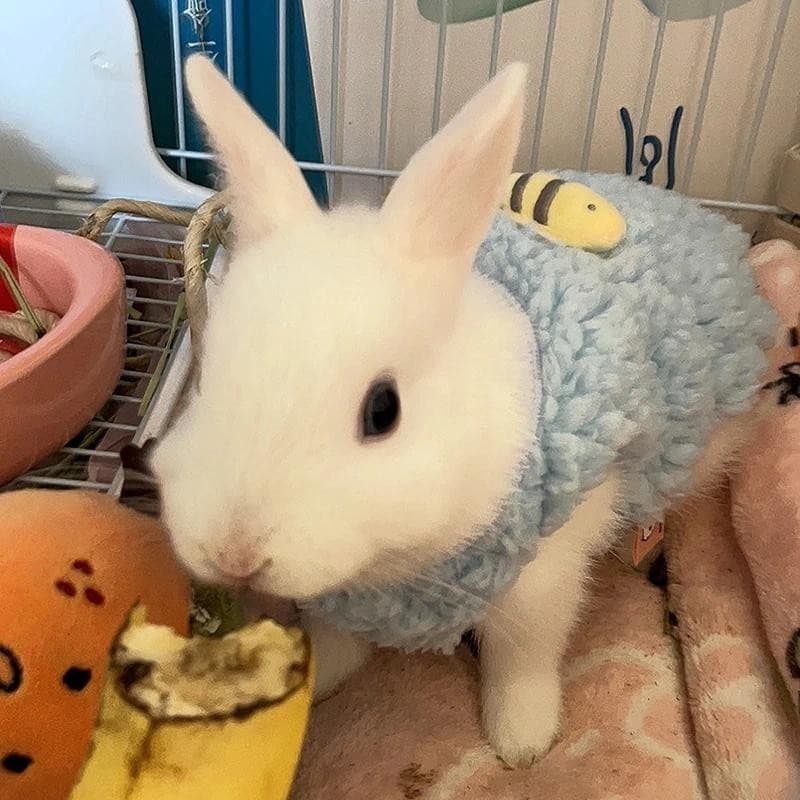 Roupas De Coelho De Inverno Quente Coral Veludo Pequeno Animal Casaco Cobaia Colete Sem Mangas