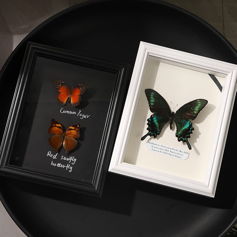 Borboleta espalhar asas espécime quadro de exibição mesa balanço caixa de armazenamento de insetos artesanal diy coleção