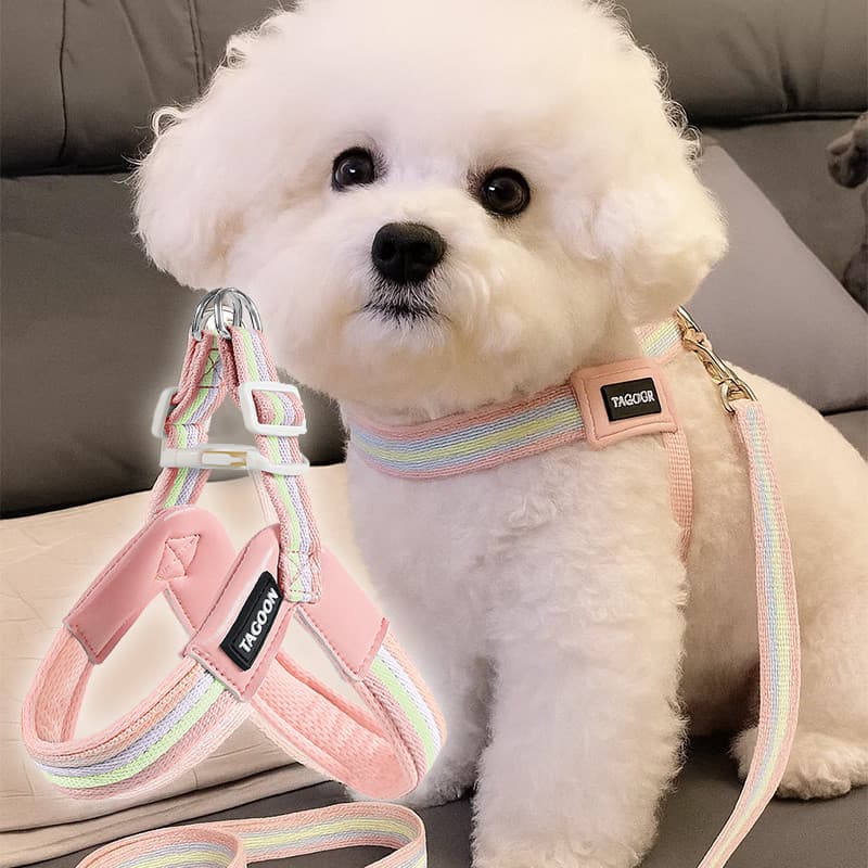 Arco-íris contraste cor cinta peito cão tração corda respirável pequeno tamanho médio cão Bichon andando cão corda colet