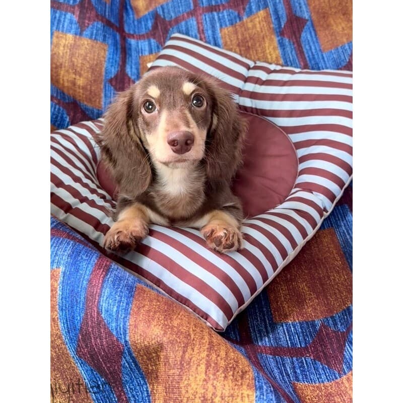 Cama para cachorro Dachshund Tapete para dormir Cama para dormir para cães pequenos Quatro estações Cama Universal para
