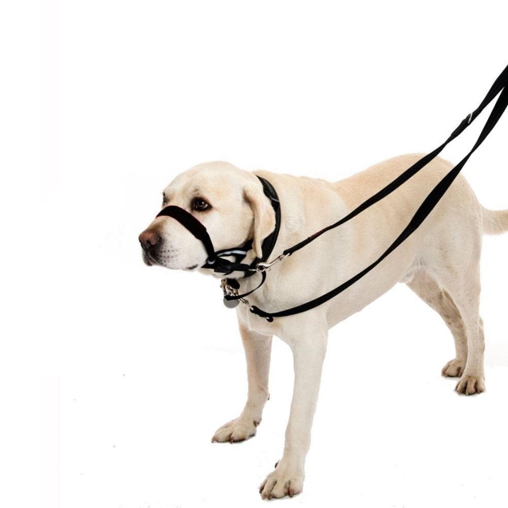 Cinto De Treinamento Para Boca De Cachorro , Latidos E Mastigação De Cães , Evita Mordidas , Coleira De Tração Animais D