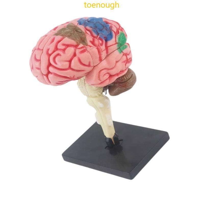 Dedo Do Pé Cérebro Órgão Anatomia Modelo Brinquedo Ensino Precoce Para Criança Estudante Adolescen