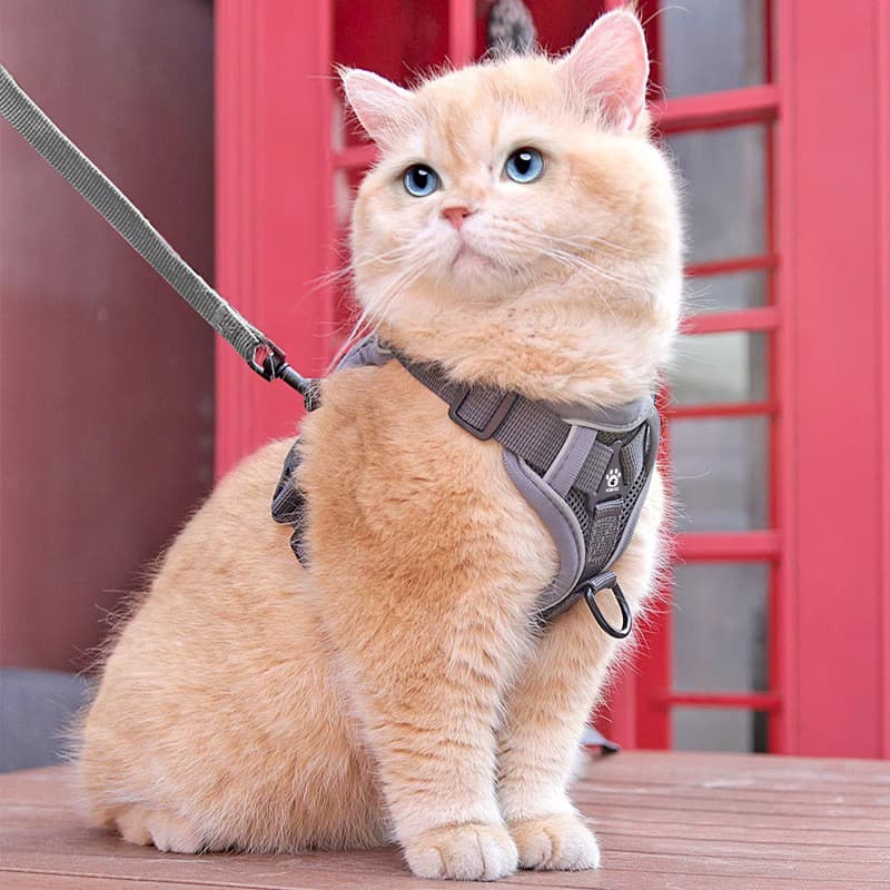 Colete Anti-Fuga para Animais de Estimação, Refletivo e Respirável, com Guia para Gatos e Cães de Pequeno a Médio Porte