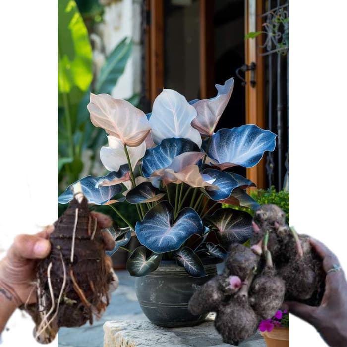 bulbo de caladium Ivory Ember (tinhorão)