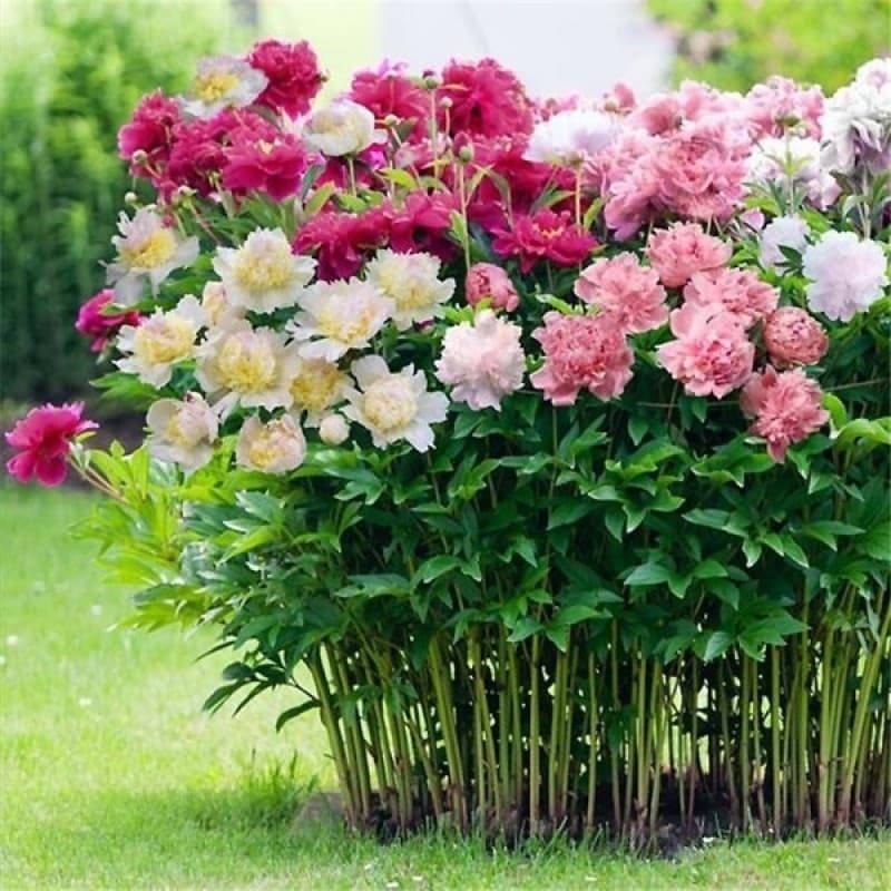 Cultivo Caseiro Sementes de Peônia Dupla Rara 10 Sementes Paeonia Suffruticosa Sementes de Flores Jardim