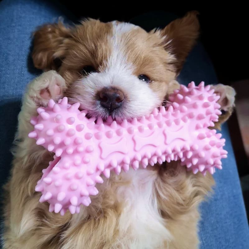 Brinquedos para cães, resistente à mordida, limpeza de dentes molares, Corgi, filhotes de pelúcia, cães de grande escala