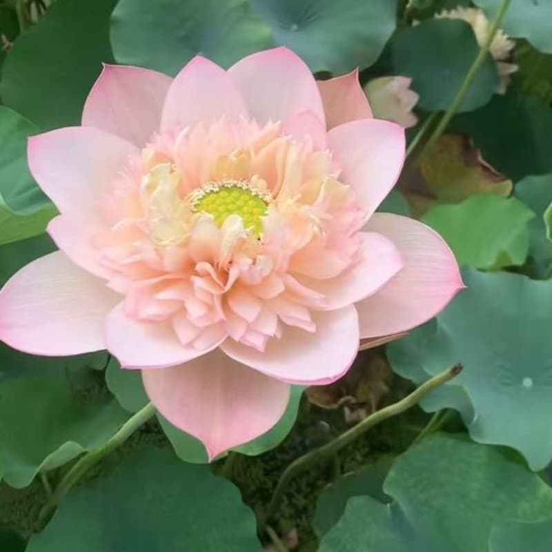 Rara Sementes selecionadas  Tigela Lotus Sementes Plantas Aquáticas Hidropônicas Vaso Sementes de Nenúfar