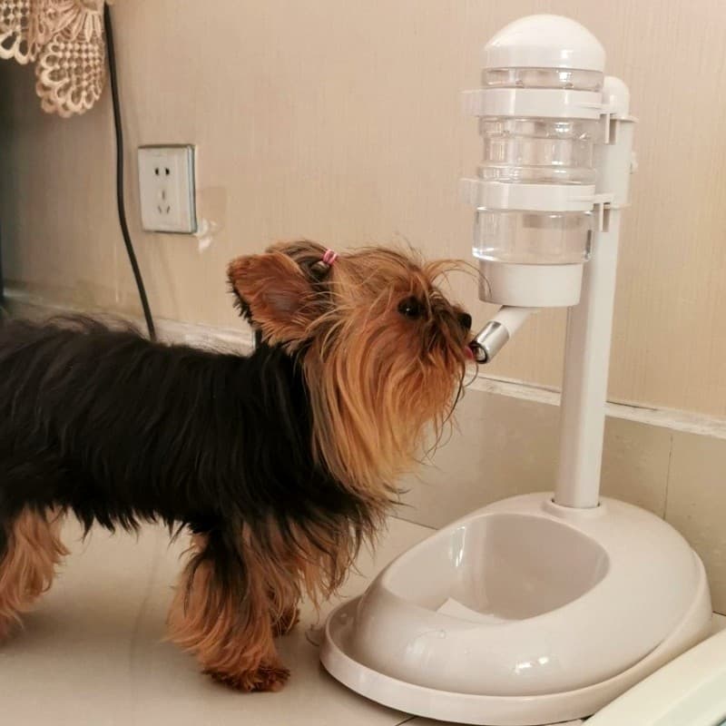 Pet sem boca molhada cão bebedouro automático pendurado Bichon bebedouro gato alimentador Vertical garrafa de água supri