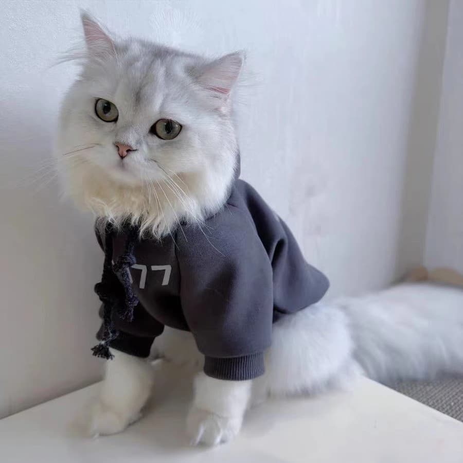Gradualmente gato roupas de inverno outono inverno roupas quentes para animais de estimação camada prata mais gato Muppe