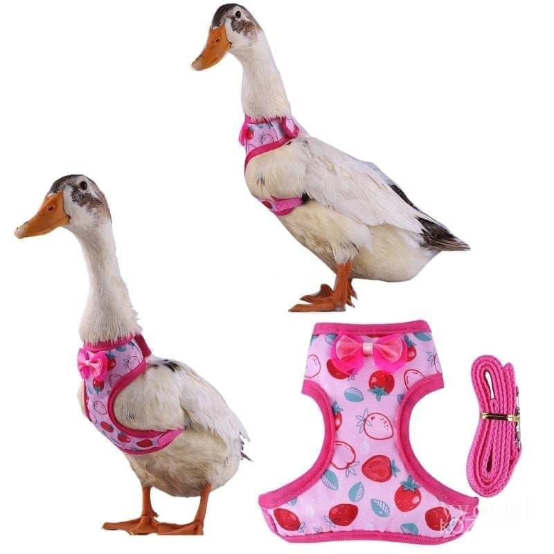 yyooml Coleira Chumbo Para Coelho E Pato Estimação Chamada Gansos Colete