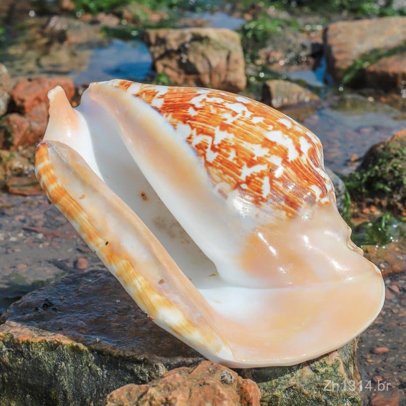 Caracol orelhudo, caracol marinho natural, espécime de concha marinha, caracol orelhudo grande, vaso para plantas sucule