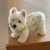 Cão gato roupas legais primavera verão protetor solar colete estilo fino resfriamento respirável Pet Teddy Bichon Corgi